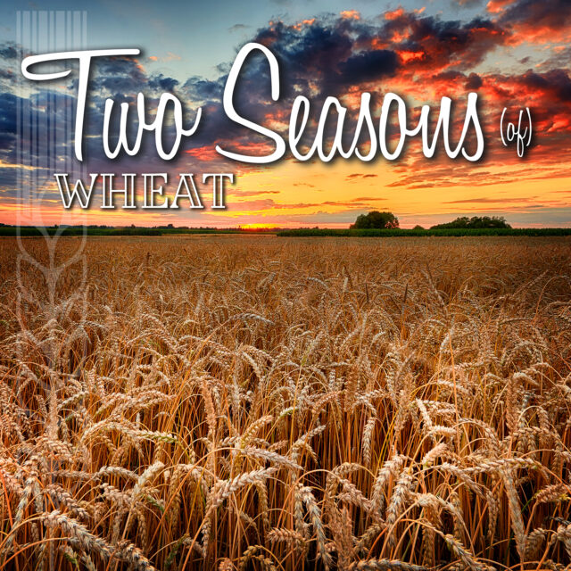 Two Seasons Wheat